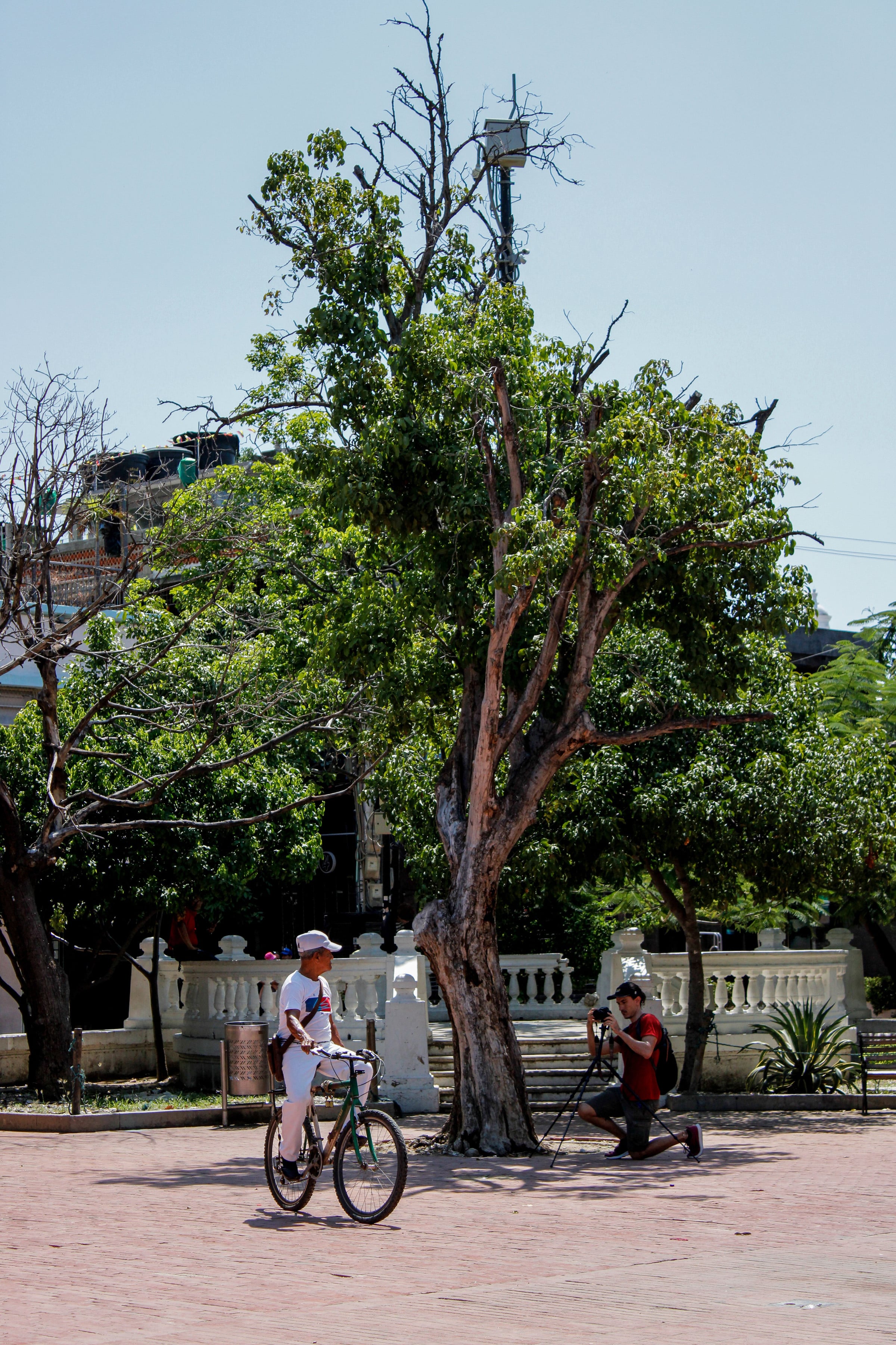 Calle arborizada del centro de Santa Marta con una persona en bicicleta